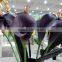 PU material decorative artificial flower/fake calla lilies                        
                                                Quality Choice