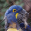 Lightweight Stainless Steel SUS304 316 316L Macaw Aviary Wire Netting Plain Weave Bird Aviary Mesh Panels for Zoo
