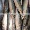 FAO 61 Japanese mackerel fish