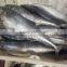 frozen spanish mackerel