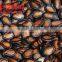 High Quality Black Water Melon Seeds of Best Price