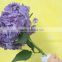 Most popular best selling fresh hydrangea export from china