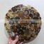 natural ammonite fossil round slice for placemat