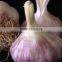 Egyptian red garlic