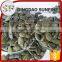 China green pumpkin seeds gws price