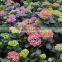 The shrub plant Lantana camara seedling