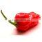 Search products Jalapeno peppers buy wholesale from china