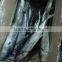 indonesia betta of spanish mackerel