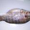 Tilapia/pangasius/swai fish/ basa fish/ mackerel/ sardine/ hilsha/ rohu/fish/catfish/pomfret/tuna/round scad/ tilapia/