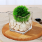 Wholesale Home Decoration Glass Cube Plant Flower Vases Square Clear Glass Vase