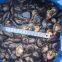 Shiitake in brine, cap 2-4cm, 95% closed caps, stem 2cm