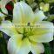 Decorative yellow king wide varieties fresh cut lily flower