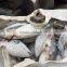 SkipJack Tuna ,stripe Tuna