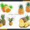 Leader Pineapple Peel and Pulp Separater With Low Power Consumption