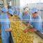 apricot puree concentrate with high quality