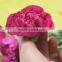 Various promotional flower arrangements fresh cut flower carnation