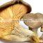 High Quality Dry Abalone Mushroom China
