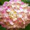 Best Quality Hot Sale Wedding Bouquets Silk Hydrangea Wedding Bouquets From Yunnan