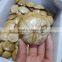 Polished Echinoid Star Fish/Sand Dollars Natural Star Fish Fossils