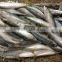 New Stock BQF WR Frozen Fish Mackerel 150g