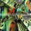 Chiffon digital printed fabric printting chiffon fabric