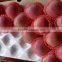 Clear Pack Fuji Apples