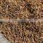 99.95% Purity Cumin Seeds - Cumin Europe Quality