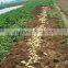 Fresh Potato Chip are Hot Selling From Shandong Factory