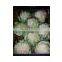 Fresh Cauliflower From Egypt With High Quality