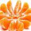 fresh valencia oranges in egyptian orange exporters