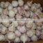 Fresh Garlic Supplier In China