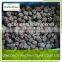 blackberry frozen for export