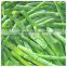 AAA grade broad green beans in China for export
