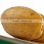 wholesale price of big size fresh potato for export