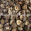 High quality dried Shiitake mushroom