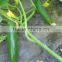 Hana F1 Hybrid Cucumber Seeds