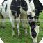 high quality galvanized field fence for sale / sheep fence / galvanized fiedl fence for sale