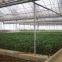 Galvanized Tube Structure Multi-Span Greenhouse Used for Growing Plantings