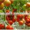 2017 Hot Sell Plant Support Clips for Vine Garden Vegetables