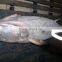 Yellowfin Tuna