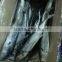 FDA high quality scomberomorus niphonius, pacific mackerel