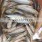 NEW FISH FROZEN SARDINE SEAFOOD FOR SALE