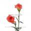 Natural carnation fresh flower cut price for birthday