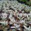 Succulent Plant Kalanchoe Eriophylla ' Snow'