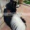 Wholesale Best Selling Pet  Leather Dog Harness Search and Rescue Dog  Harness