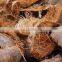 Raw Coconut With Best Quality/Cheap Raw Coconut Shells for making charcoal from Vietnam