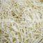 Sinocharm BRC A Approved IQF Green Mung Bean Sprout Frozen Green Bean Sprout