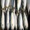 Premium Frozen Mackerel Fish Bulk Hot Sale Seafood Frozen Whole Round Pacific Fish Mackerel