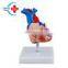 HC-S259 Advanced human life-size heart structure teaching model Natural large heart anatomical model