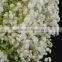 Quality most popular fresh christmas flower gypsophila